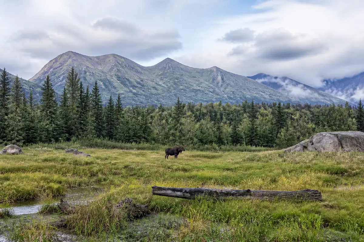 Photoreal travel-editorial view of Alaska Wildlife Conservation Center in Anchorage, Alaska