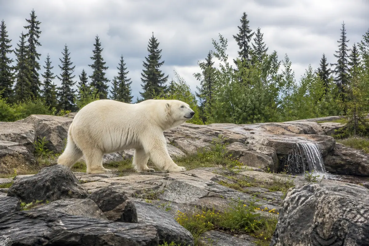 Photoreal travel-editorial view of Alaska Zoo in Anchorage, Alaska