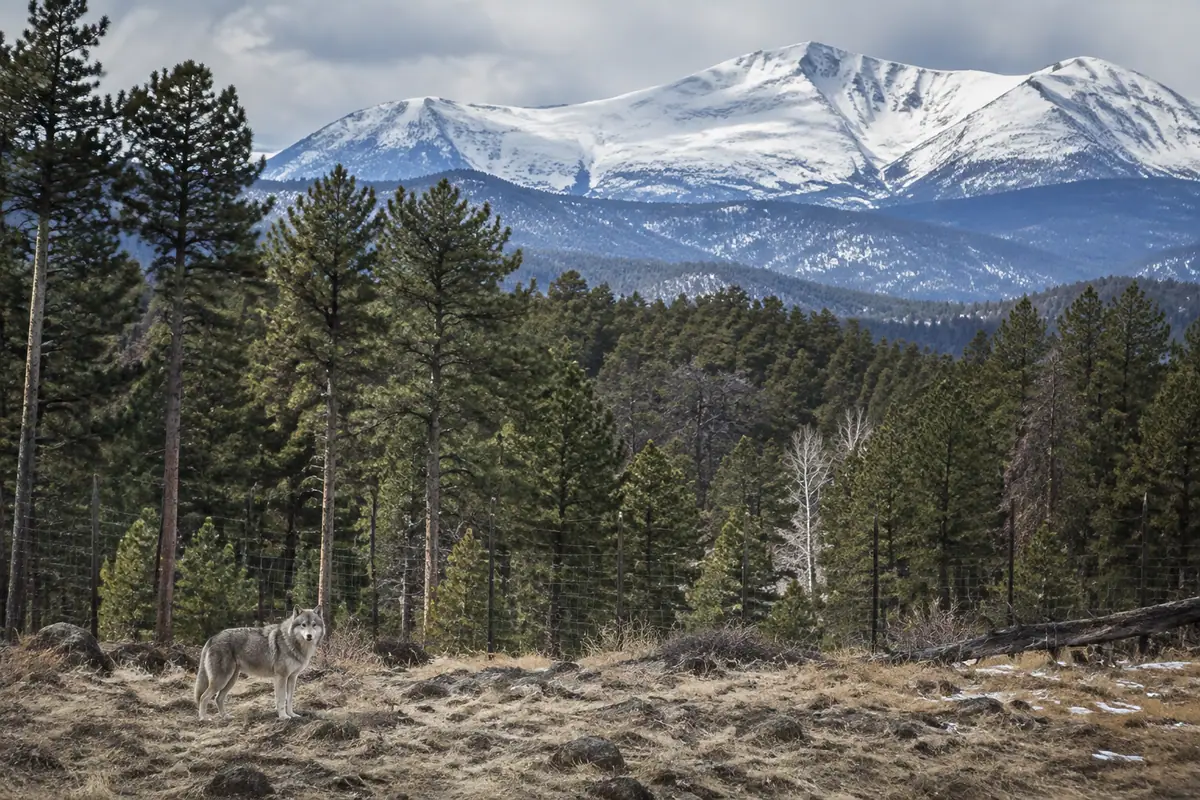 Photoreal mountain habitat at the Colorado Wolf and Wildlife Center