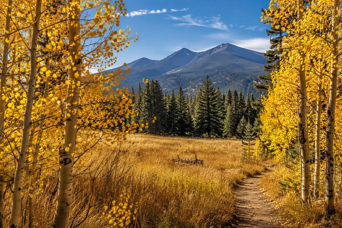Photoreal autumn aspens at Lockett Meadow in Coconino National Forest
