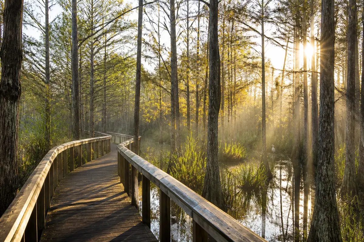 Photoreal travel-editorial view of Six Mile Cypress Slough Preserve in Fort Myers, Florida