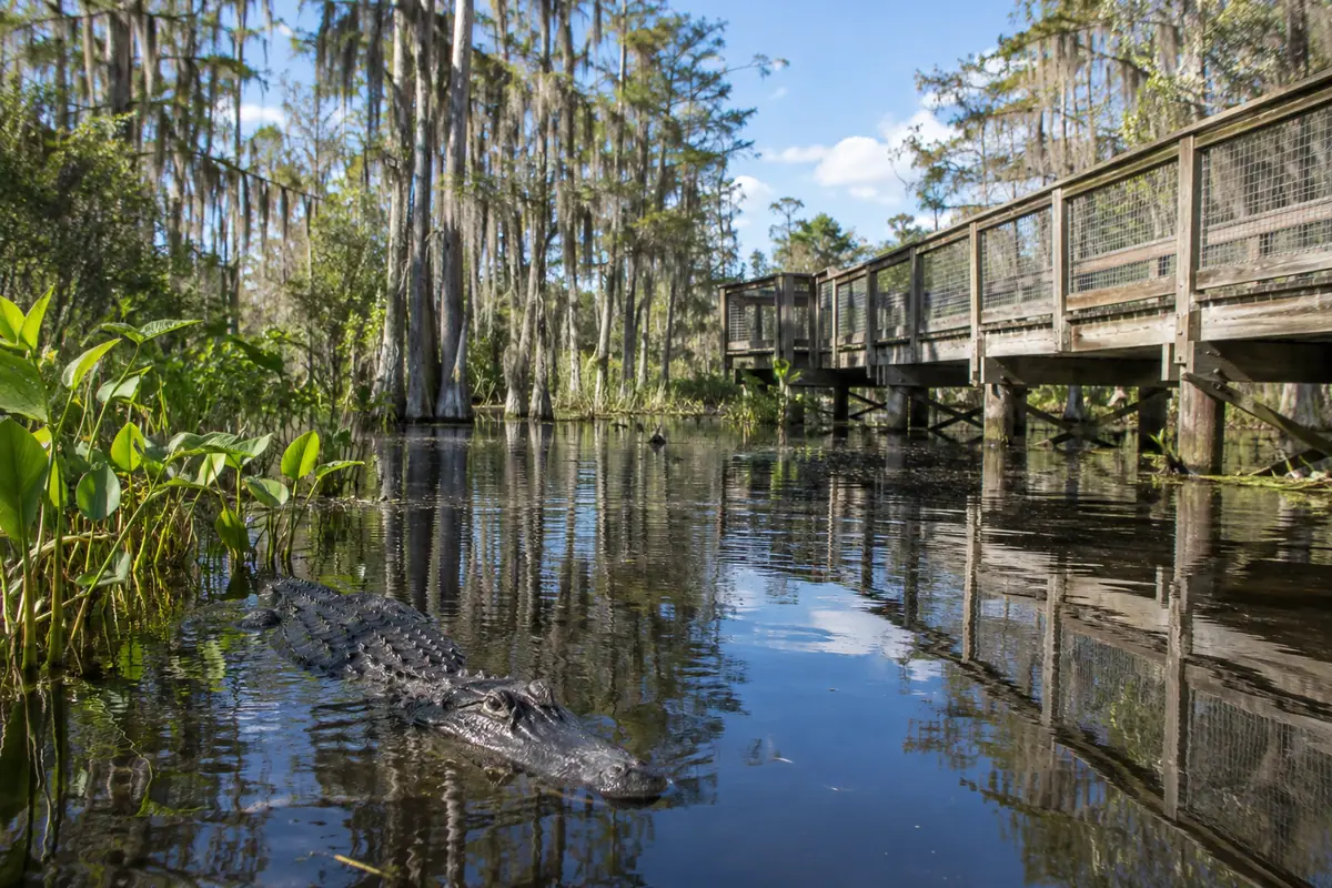 Photoreal travel-editorial view of Gatorland in Kissimmee, Florida