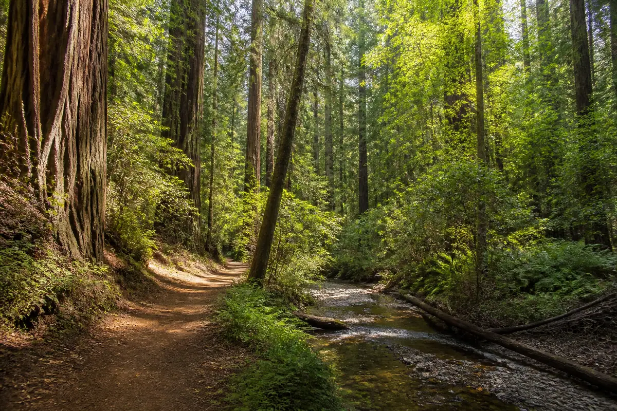 Photoreal travel-editorial view of Henry Cowell Redwoods State Park in Santa Cruz, California