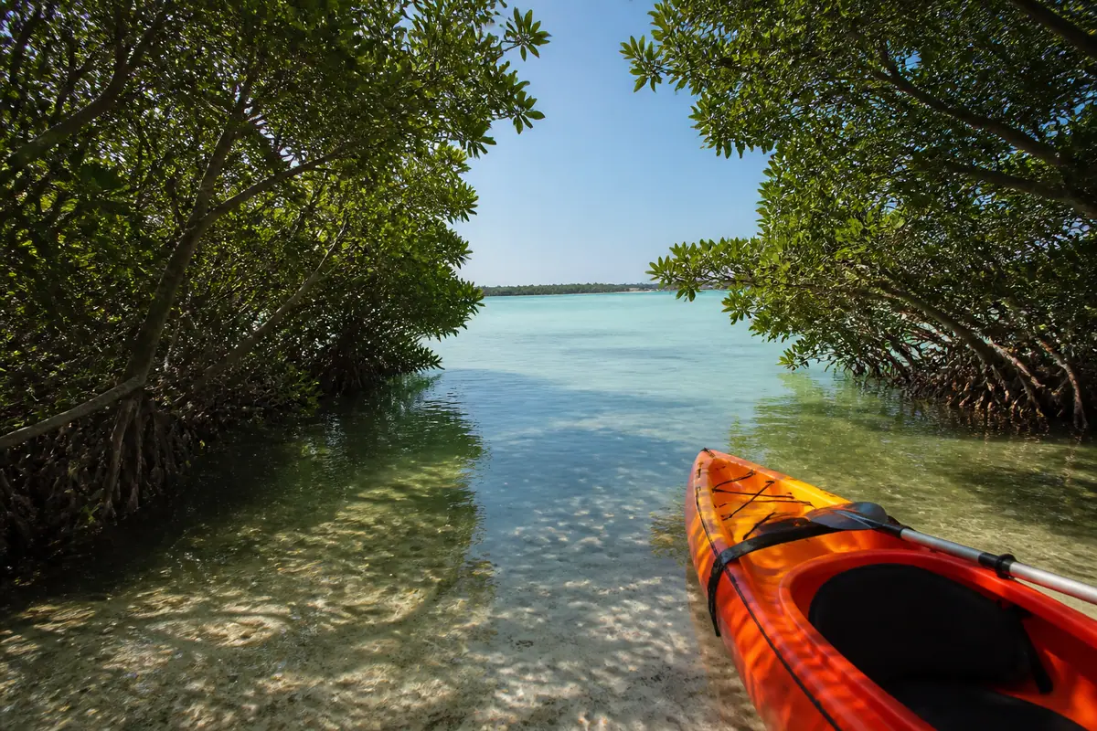Photoreal travel-editorial view of Kayak the Mangroves at Ted Sperling Park in Sarasota, Florida