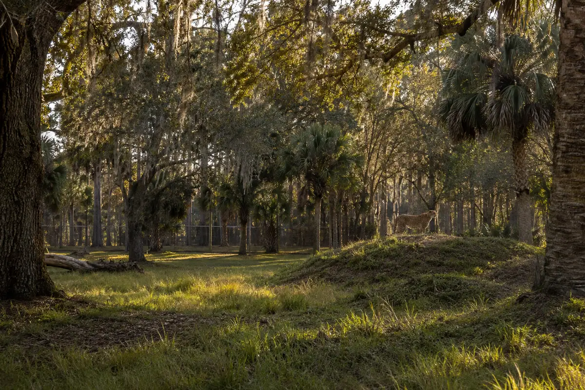 Photoreal Florida wildlife habitat at St. Augustine Wild Reserve