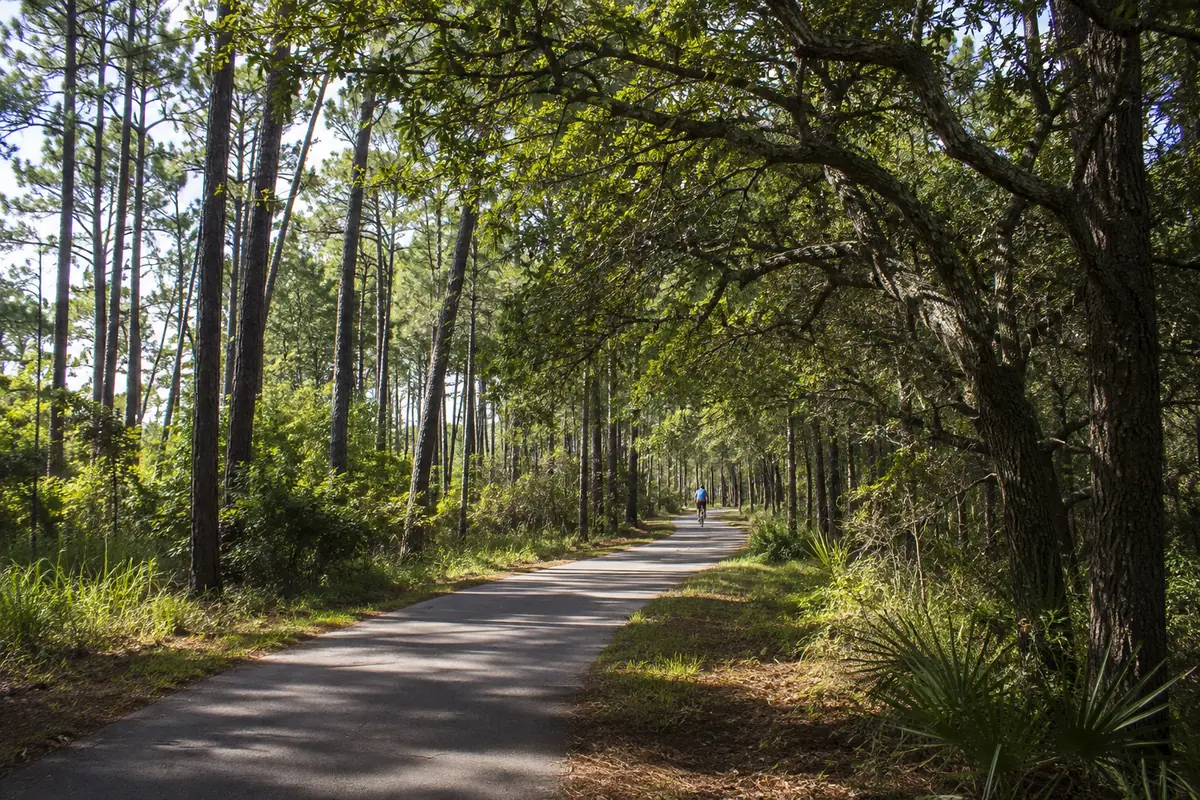 Photoreal maritime forest along the Cape Henry Trail in Virginia Beach