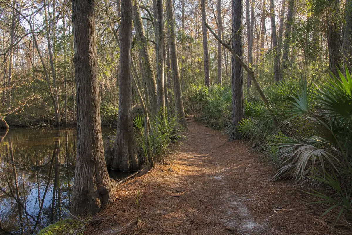 Photoreal travel-editorial view of First Landing State Park in Virginia Beach, Virginia